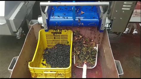 fruit sorting machine|optical grape sorting machines.